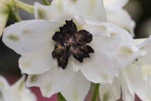 Delphinium Magic Fountain 'White with Dark Bee'